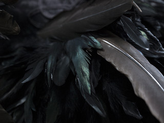 Image showing different size feathers in a pattern for naturistic background