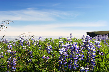 Image showing lupin closeup