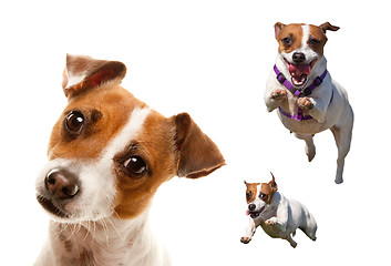 Image showing Cute and Energetic Jack Russell Terrier Dog Set