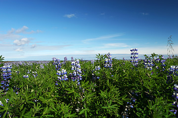 Image showing Lupine field