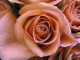 Image showing Romantic rose