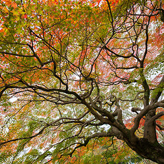 Image showing Colorful autumn tree.