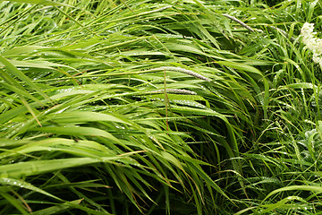 Image showing Dew grass