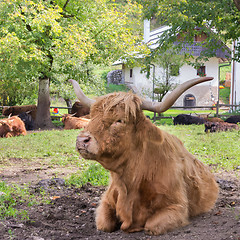 Image showing Red haired Scottish highlander cow.