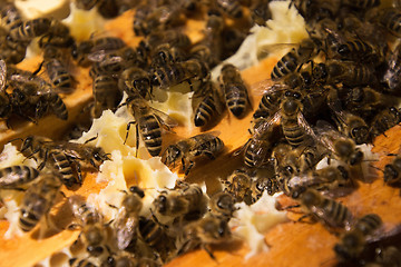 Image showing Bee Colony