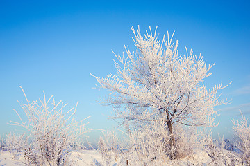 Image showing Winter tree in a field with blue sky