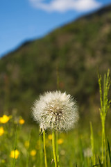 Image showing common dandelion (Taraxacum sect. Ruderalia)