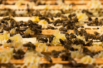 Image showing Bee Colony