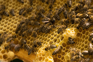 Image showing Bee Colony