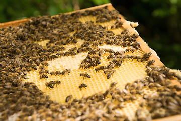 Image showing Bee Colony