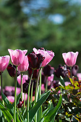 Image showing Tulip Blossom in the Netherlands