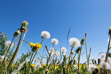 Image showing common dandelion (Taraxacum sect. Ruderalia)