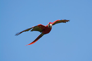 Image showing Scarlet Macaw (Ara macao)