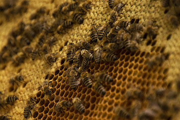 Image showing Bee Colony