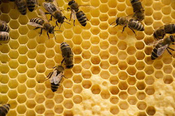 Image showing Bee Colony