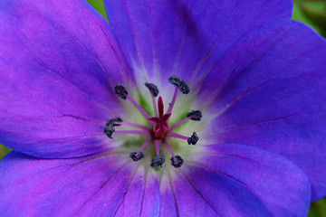 Image showing purple flower