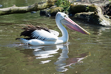 Image showing Pelican (Pelecanidae)