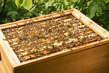 Image showing Bee Colony