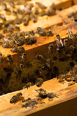 Image showing Bee Colony