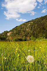 Image showing common dandelion (Taraxacum sect. Ruderalia)