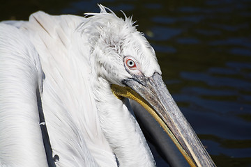 Image showing Pelican (Pelecanidae)