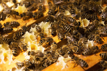 Image showing Bee Colony