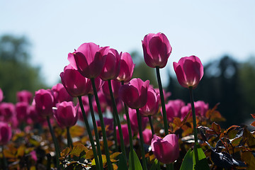 Image showing Tulip Blossom in the Netherlands