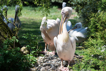 Image showing Pelican (Pelecanidae)