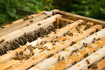 Image showing Bee Colony