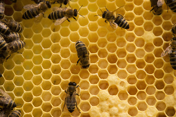 Image showing Bee Colony