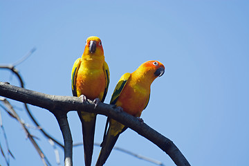 Image showing Small Parrot