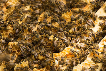 Image showing Bee Colony