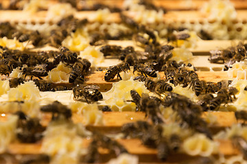 Image showing Bee Colony