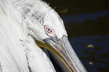 Image showing Pelican (Pelecanidae)