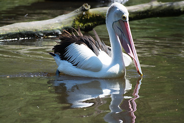 Image showing Pelican (Pelecanidae)