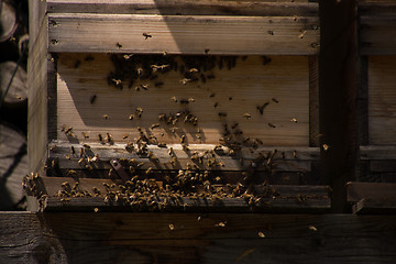 Image showing Bee Colony