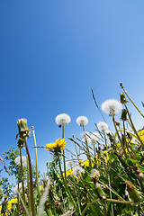 Image showing common dandelion (Taraxacum sect. Ruderalia)