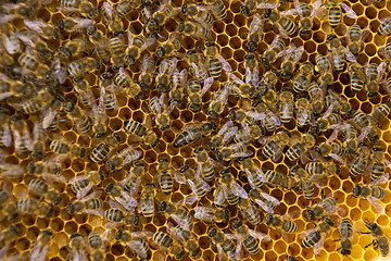 Image showing Bee Colony