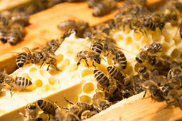 Image showing Bee Colony