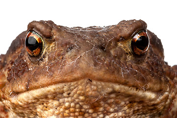Image showing Amphibian