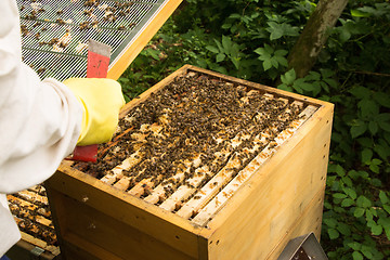 Image showing Beekeeper