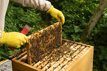 Image showing Beekeeper