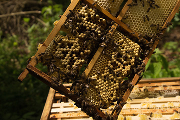 Image showing Beekeeper