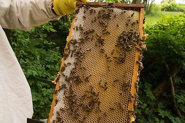 Image showing Beekeeper