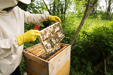 Image showing Beekeeper