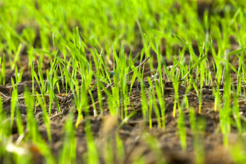 Image showing young grass plants, close-up