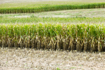 Image showing collection corn crop, close-up