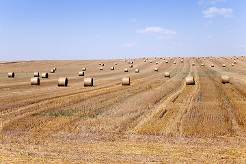 Image showing harvest of cereals