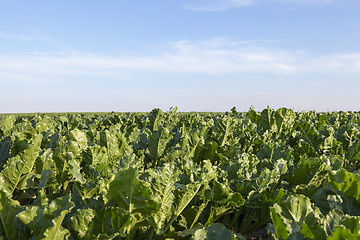 Image showing field with beetroot