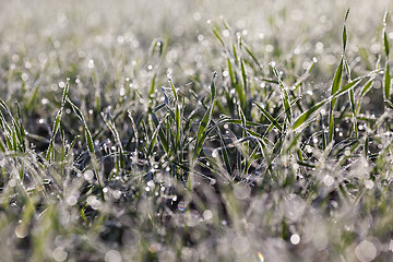 Image showing young grass plants, close-up